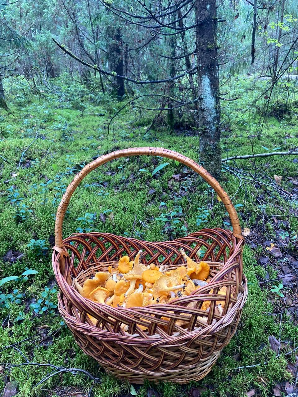 Лес, грибы и ягоды